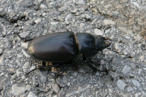 Lucanus cervus P2100808cm.JPG