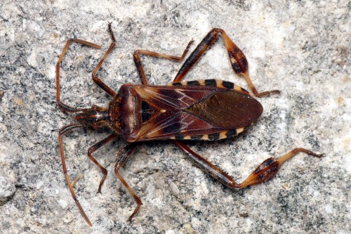 Leptoglossus occidentalis P2120475cm.JPG