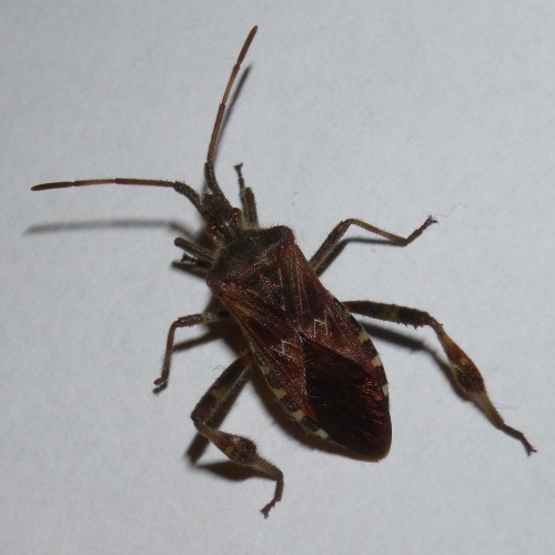 Leptoglossus occidentalis 2021.03.03 CC71 Łask-Kolumna.jpg