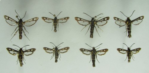 U góry samice Pyropteron triannuliformis (widoczne okienka podłużne, oraz żółta plamka w środku pędzelka na odwłoku), u dołu samice Pyropteron muscaeformis. Okienka podłużne nie widoczne, żółte włoski w pędzelku odwłokowym po bokach