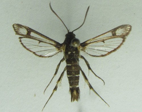 samica Pyropteron triannuliformis