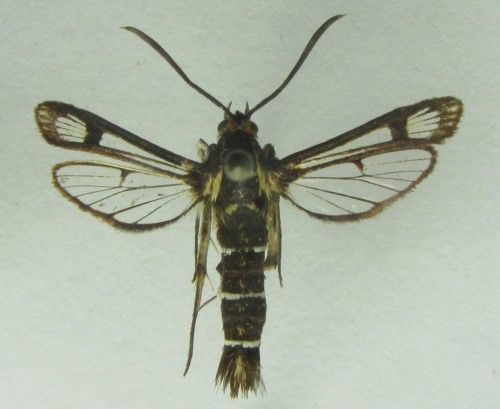 samica Pyropteron triannuliformis