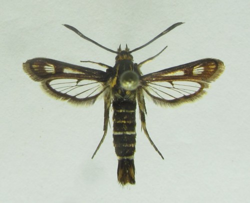 samica Pyropteron muscaeformis