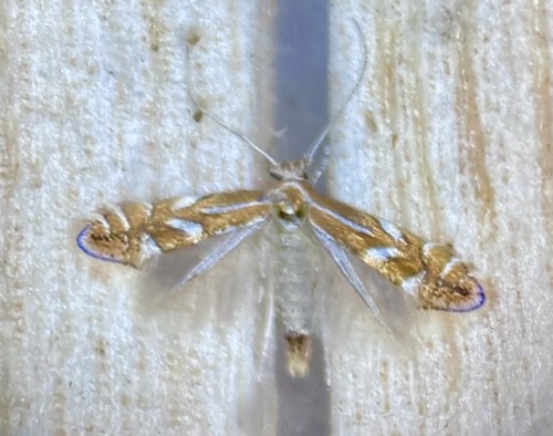 Phyllonorycter mespilella/oxyacanthe