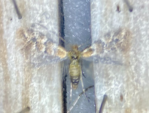 Phyllonorycter emberizaepennella