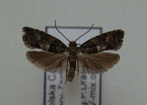 Spilonota laricana - 11.09. -CA34 Żory