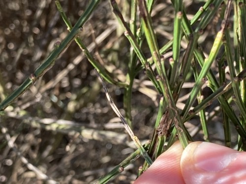 Leucoptera spartifoliella (Cytisus scoparius)