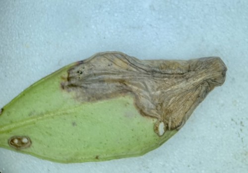 Phyllonorycter junoniella (Vaccinium vitis-idaea)