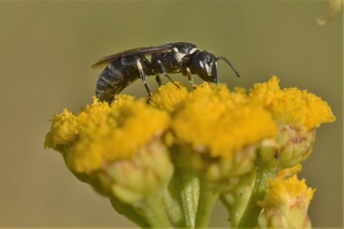 hylaeus