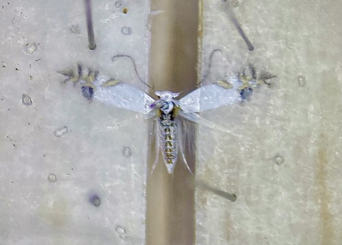 Leucoptera laburnella