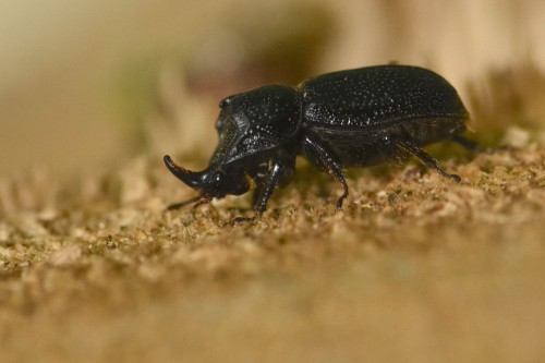 kostrzeń Sinodendron cylindricum