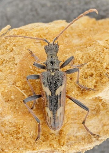 Rhagium bifasciatum.jpg