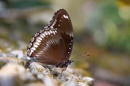 Motyl-Tajlandia.jpg