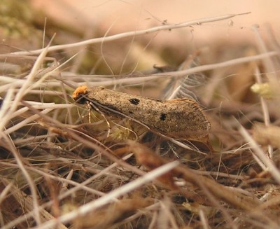 Zgoń CA44, 13 III 2009 e.l., ptasie gniazdo