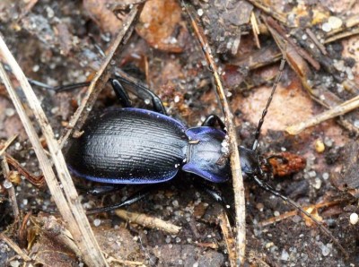 Carabus