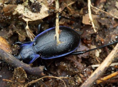 Carabus monilis?