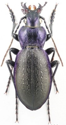 Mesocarabus problematicus.harcyniae.jpg