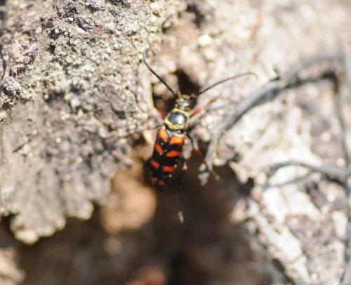 Leptura aurulenta samiec.jpg