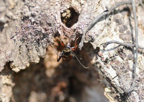 Leptura aurulenta.jpg