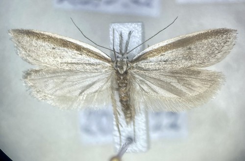 Pleurota bicostella<br />20 V 2022