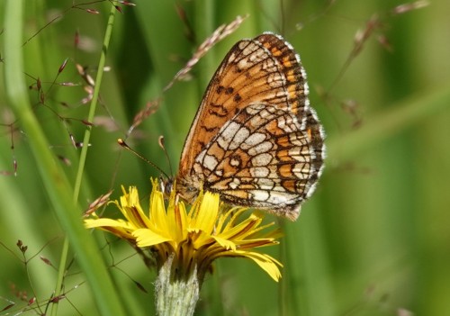 Melitaea athalia P. atalia.JPG