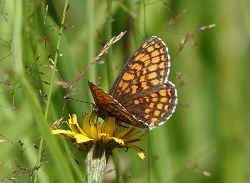 Melitaea athalia P. atalia1.JPG