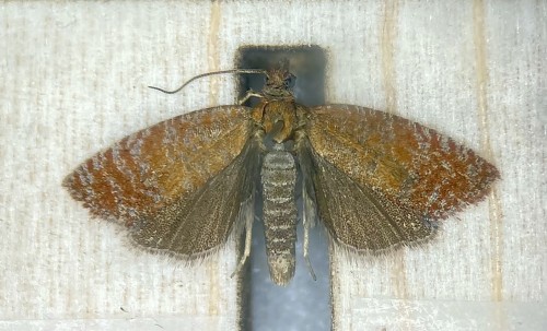 Argyroploce arbutella