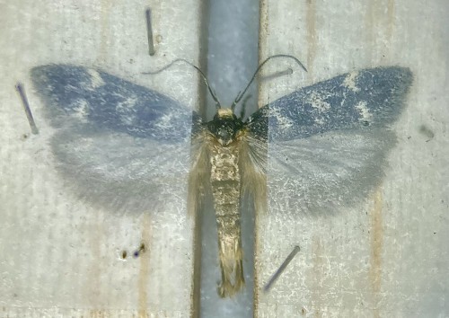 Chionodes continuella