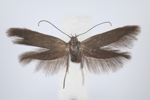 Scythris a.jpg