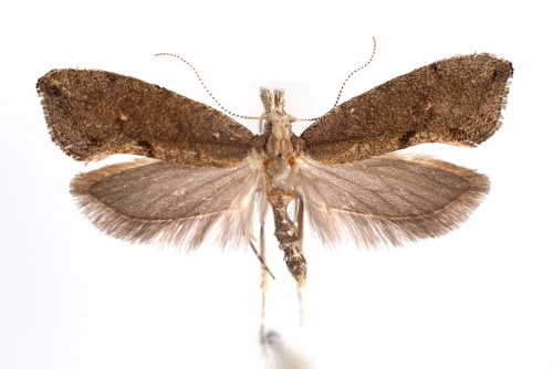 Ypsolopha chazariella (2).jpg