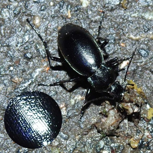 Carabus scheidleri?