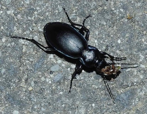 Carabus scheidleri?