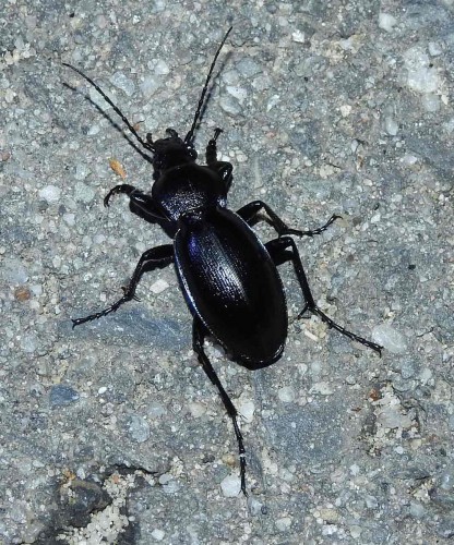 Carabus scheidleri?