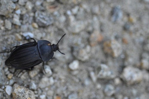 Omarlica smutna (Silpha tristis) do potwierdzenia.jpg