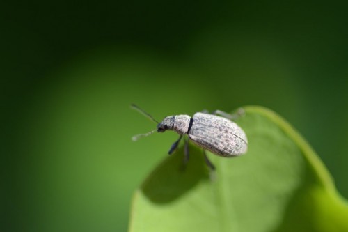 Ryjkowcowate (Curculionidae) do oznaczenia.jpg