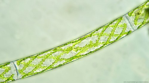 Spirogyra sp., ob. 40x z immersją olejową.