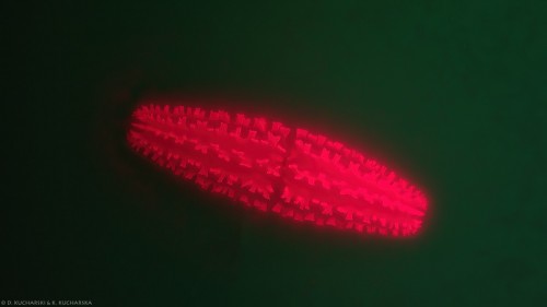 Netrium cf. digitus, fluorescencja, ob. 40x z immersją olejową