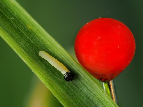 w praktyce przekłąda się to na taką fotkę świeżo wylęgniętej larwy powszelatka. Ma ze 2 mm, do większego powiększenia trzeba użyć juz coś kombinowanego, z mieszkami itp.