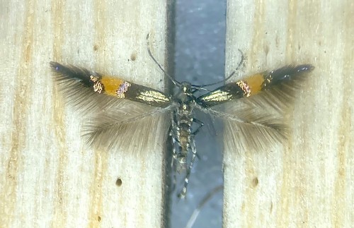 Cosmopterix orichalcea<br />12 VIII 2022, Zabuże