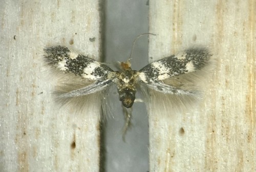 Ectoedemia sericopeza<br />5 VIII 2022, Acer platanoides, ex pupa<br />Warszawa