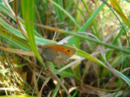 Coenonympha pamphilus.JPG