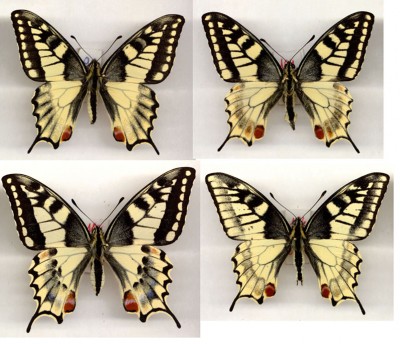 P-machaon-aberacje.jpg