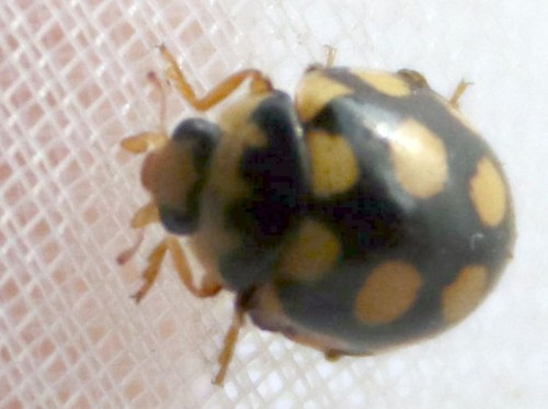 3_Coccinula quatuordecimpustulata – Biedroneczka łąkowa_2526.jpg