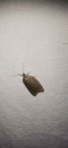 Acleris schalleriana1c.jpg