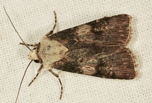 Agrotis puta  (HÜBNER, 1803) DSC_0894.JPG