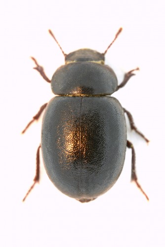 det.carabus1