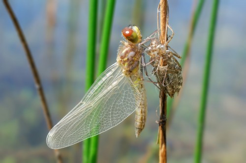 Teneralna samica L. albifrons