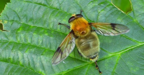 Arctophila superbiens – Oziębica późna