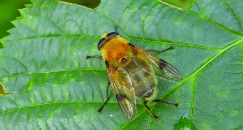 Arctophila superbiens – Oziębica późna