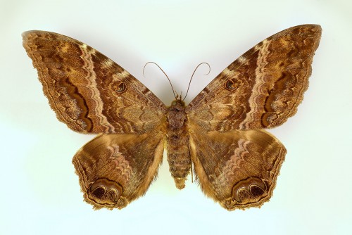 Ascalapha odorata